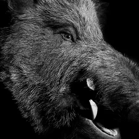 萤火虫豪华套房酒店 采尔马特