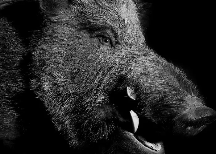 萤火虫豪华套房酒店 采尔马特